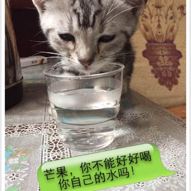 黑龙江公安警官职业学院毕业证丢了怎么办
